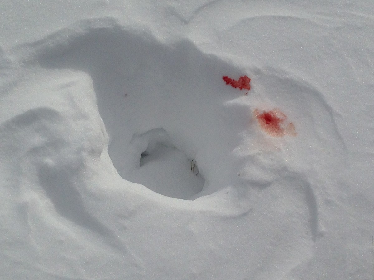 Great Gray Owl (American) - ML45414841