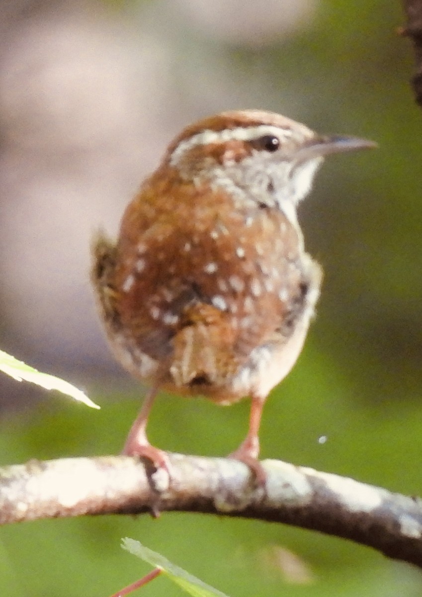 Carolina Wren - ML454148741