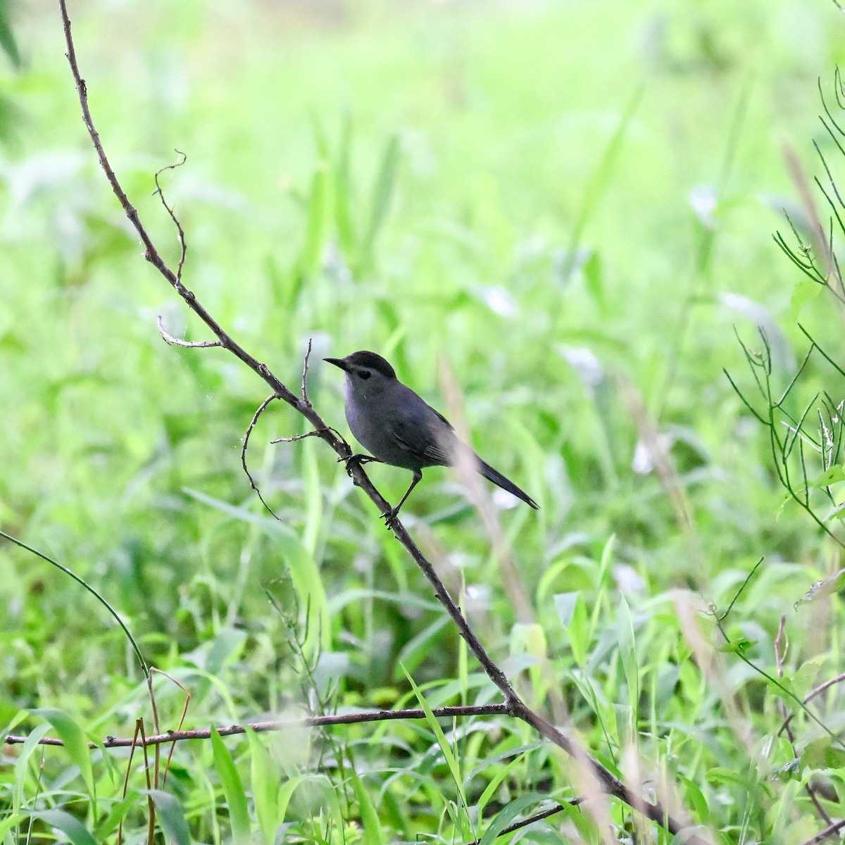 Gray Catbird - ML454148751