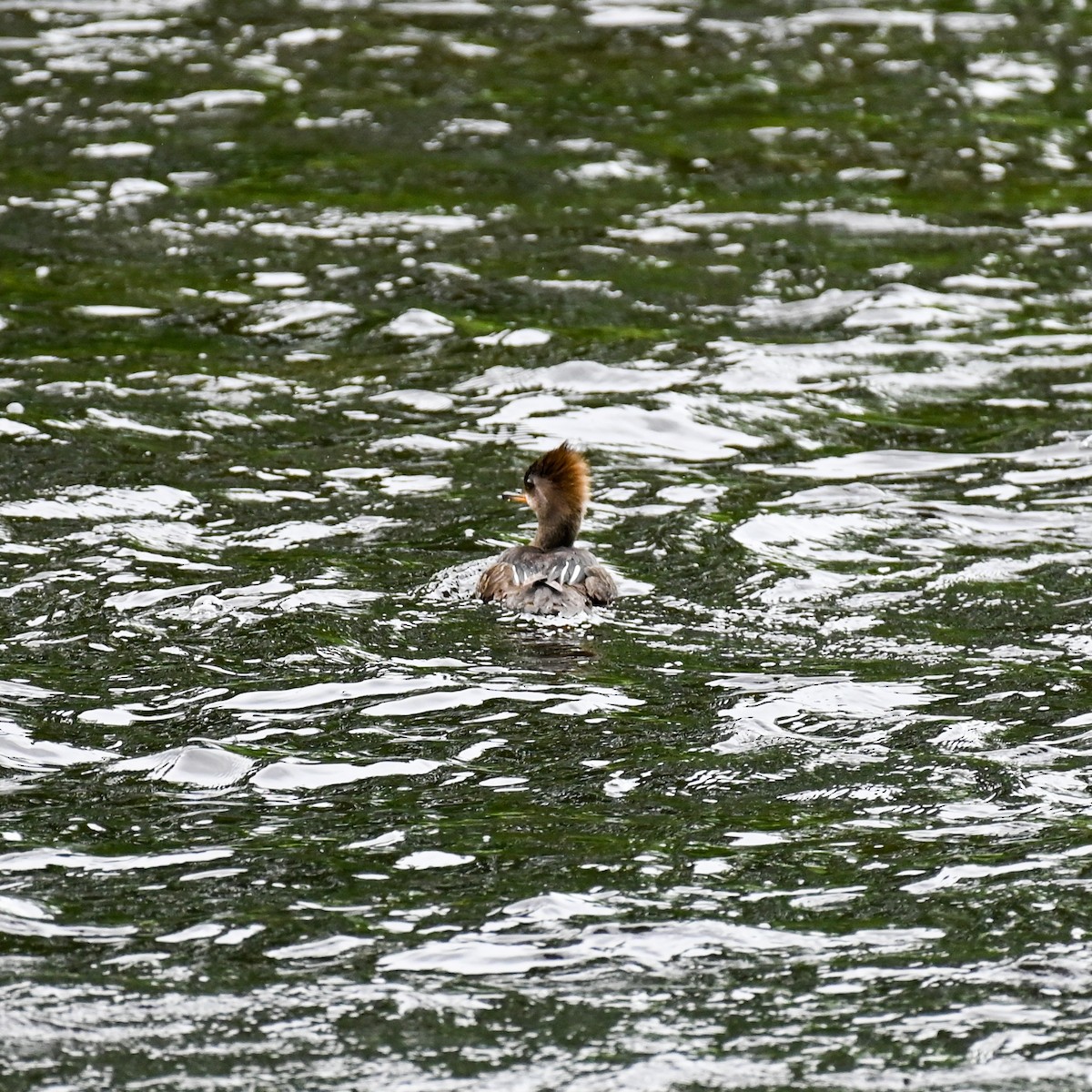 Hooded Merganser - ML454148771