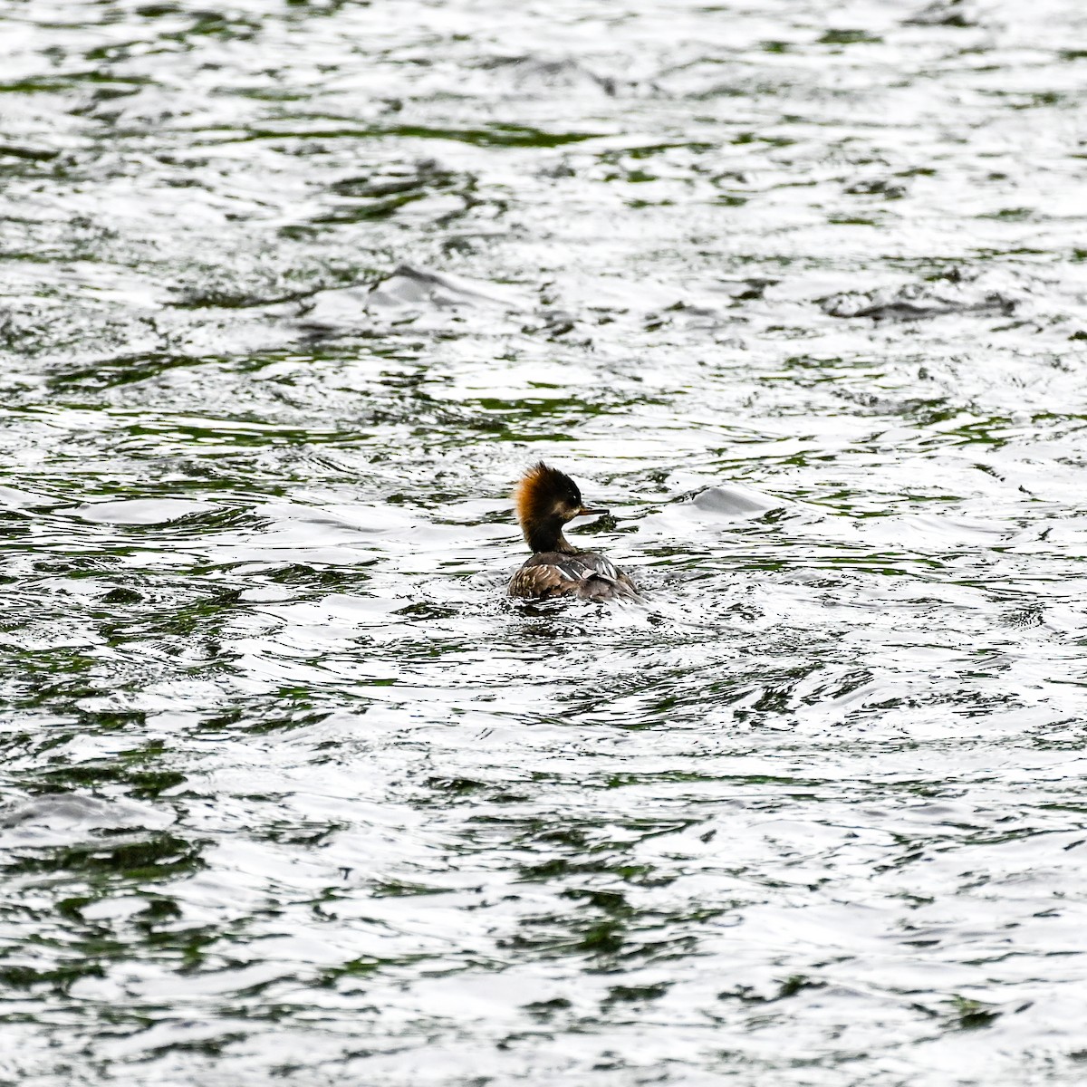 Hooded Merganser - ML454148781