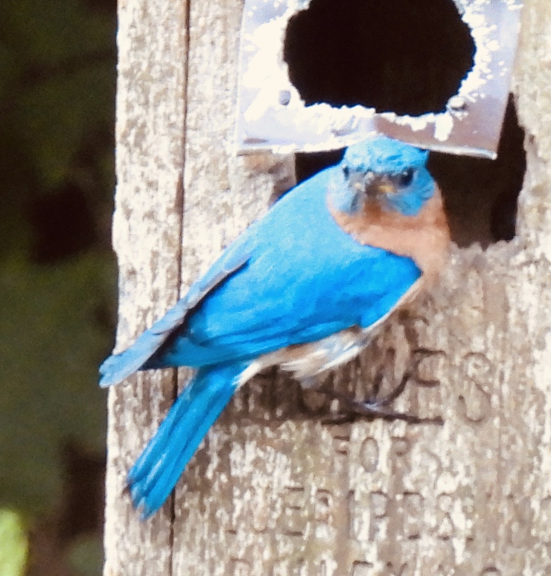 Eastern Bluebird - ML454148821