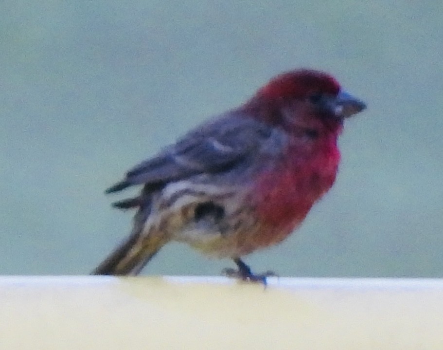 House Finch - ML454148931