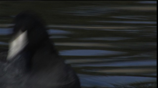 American Coot (Red-shielded) - ML454149