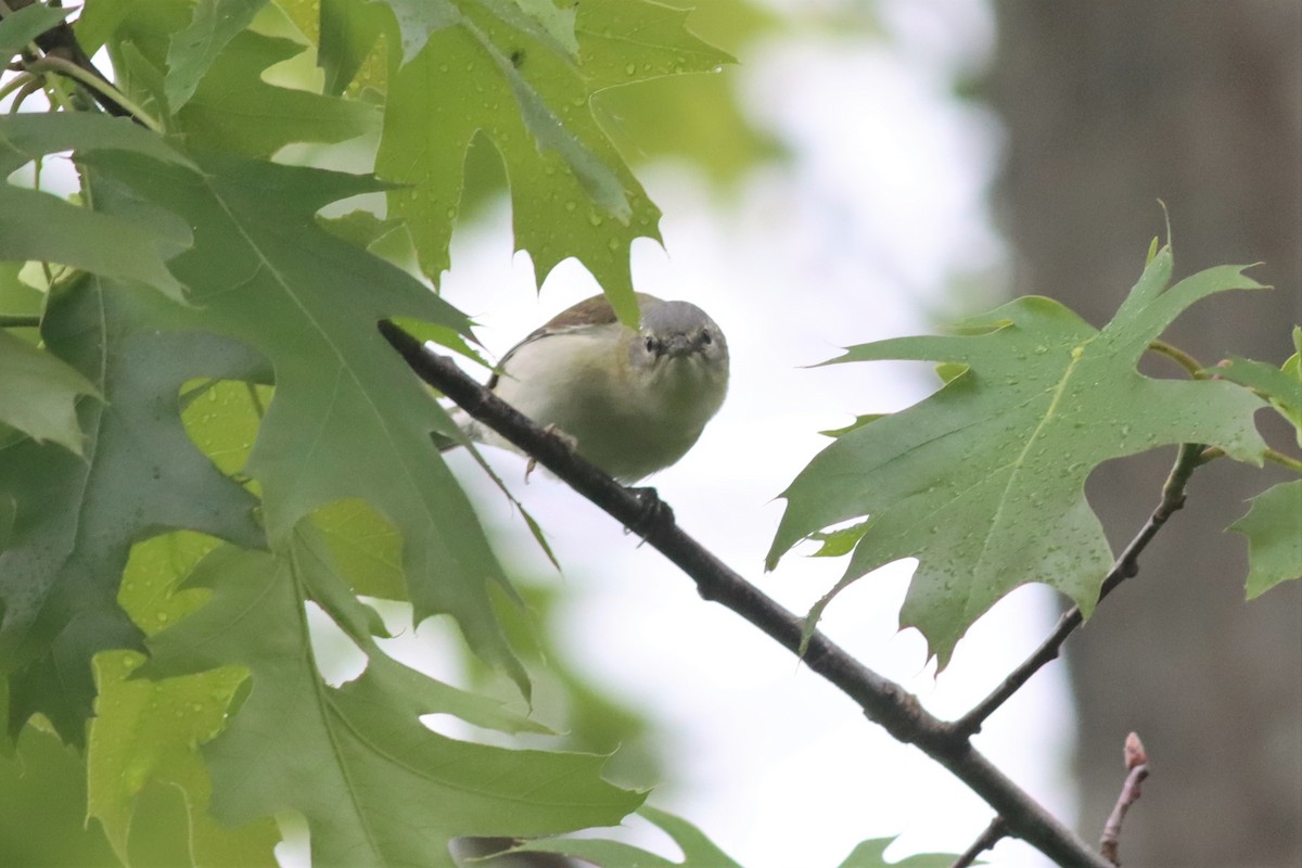 Tennessee Warbler - Margaret Viens