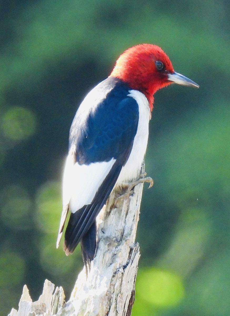 Red-headed Woodpecker - ML454149551