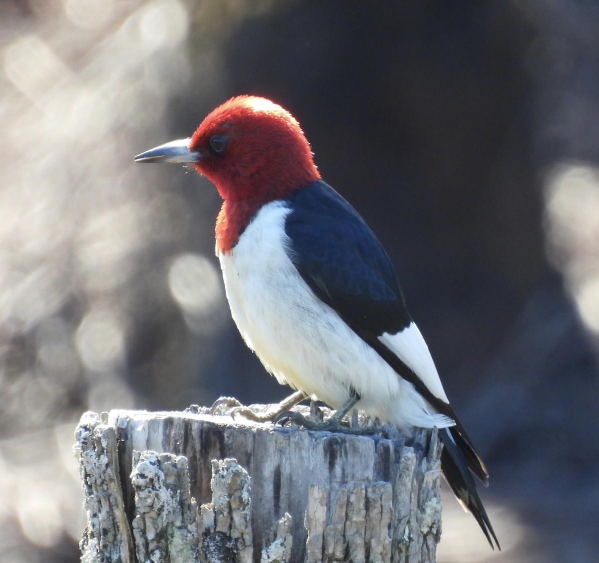 Red-headed Woodpecker - ML454149581