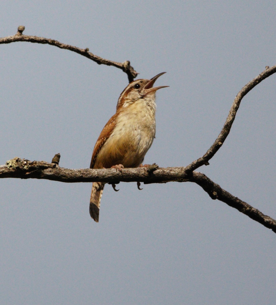 Carolina Wren - ML454150041