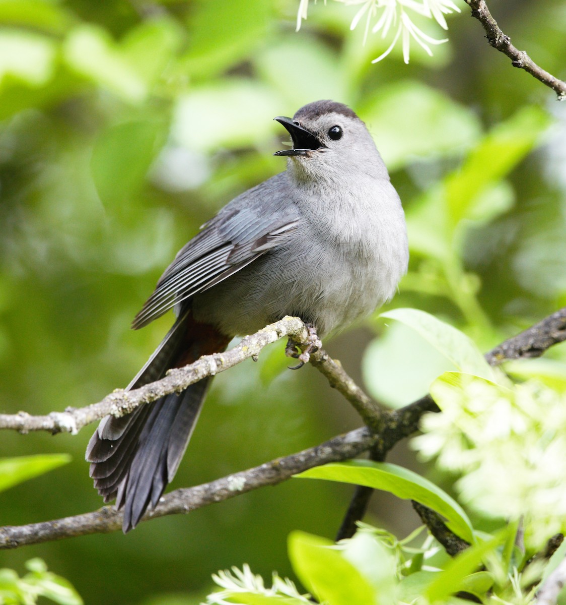 Gray Catbird - ML454150081