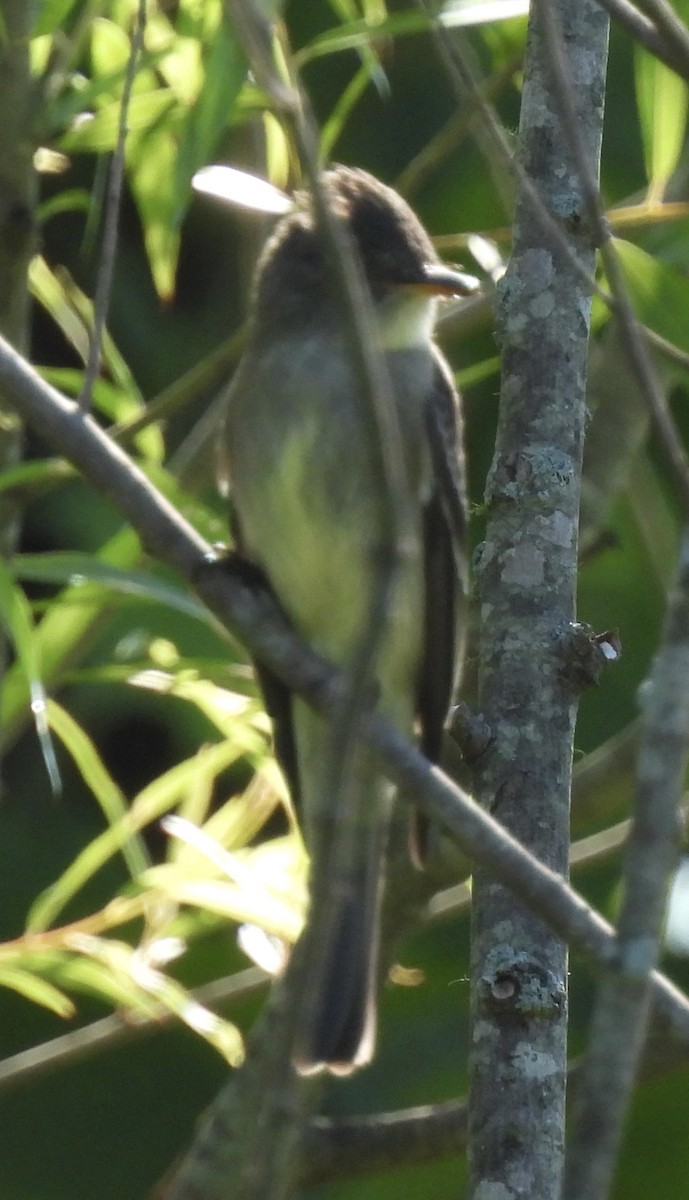 Great Crested Flycatcher - ML454150871