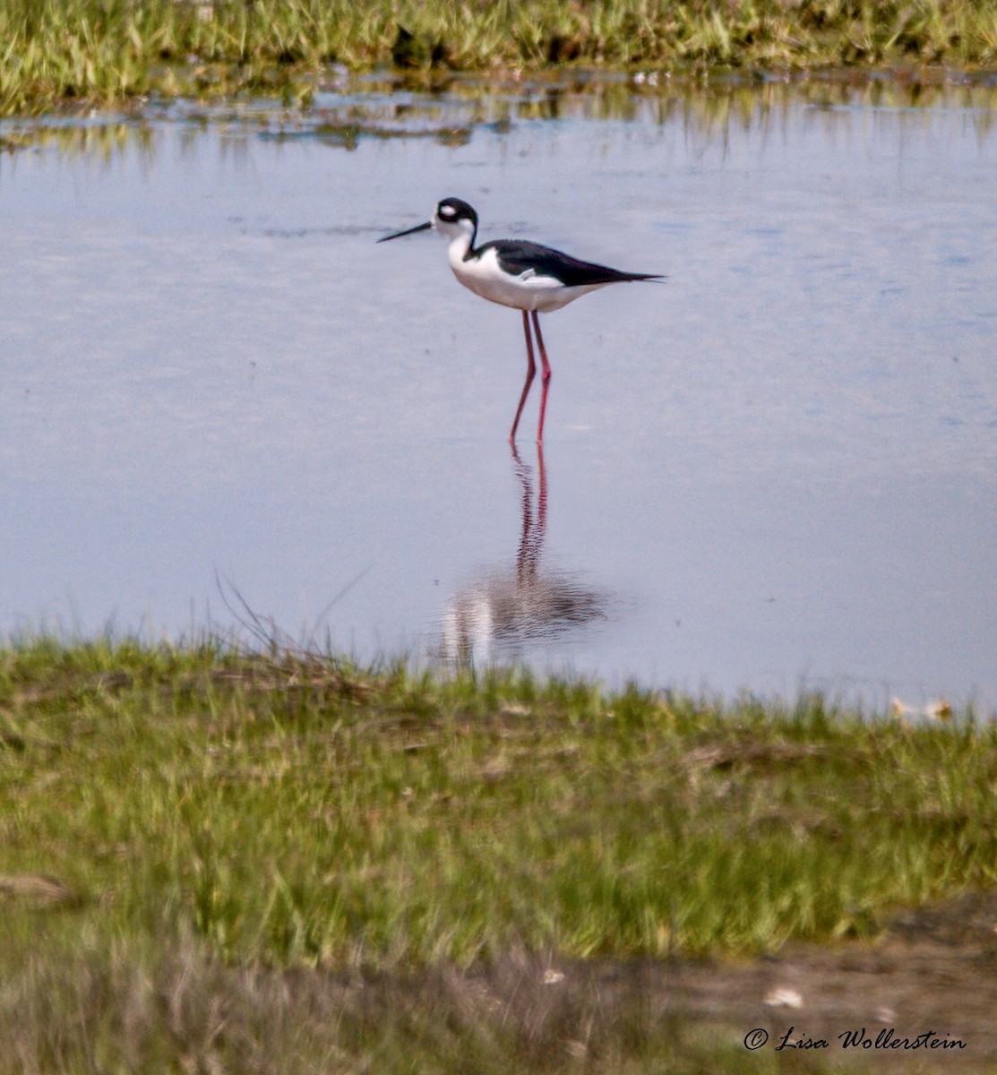 Black-necked Stilt - ML454152821