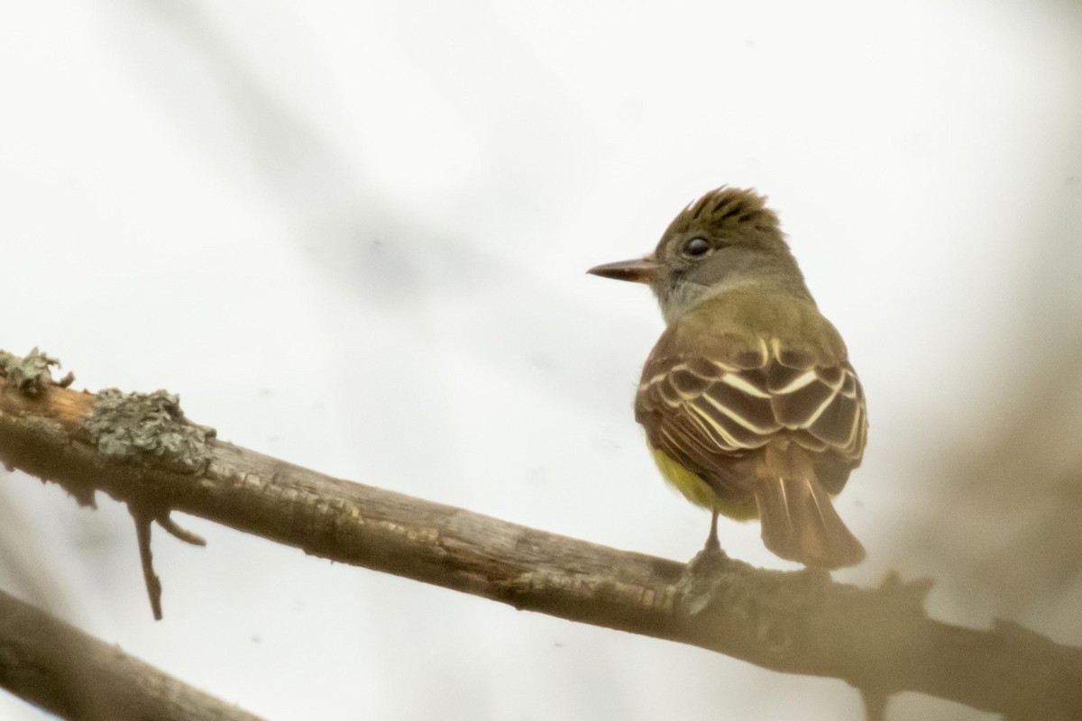 Great Crested Flycatcher - ML454153751