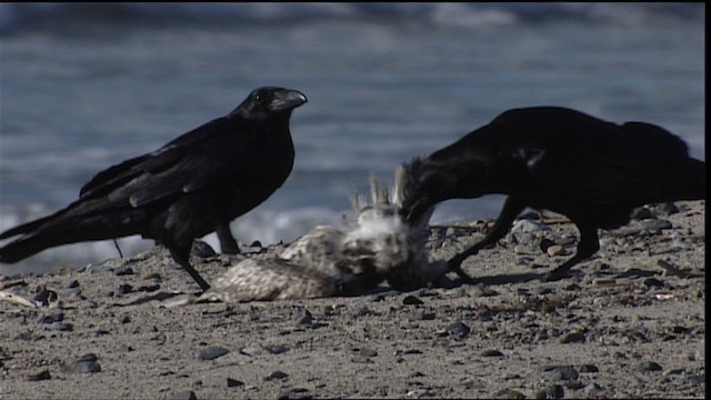 Common Raven - ML454154