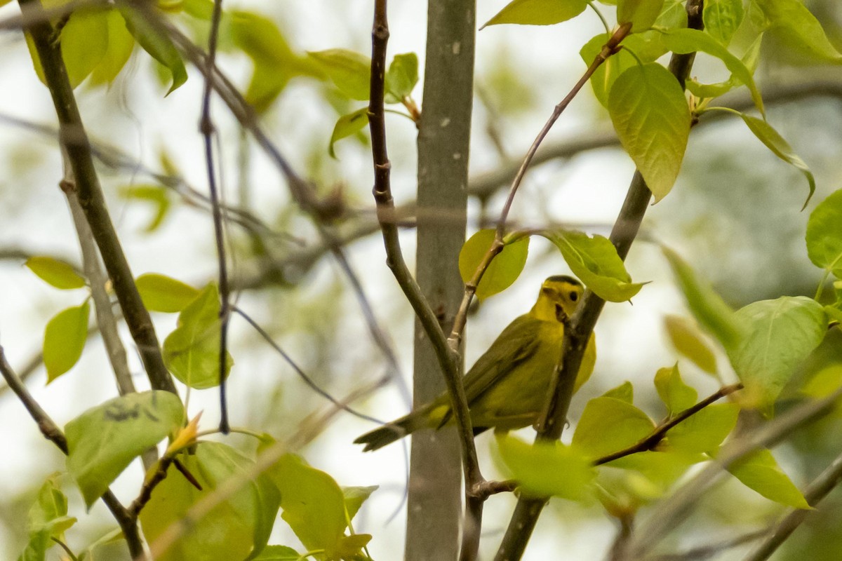 Wilson's Warbler - ML454154661