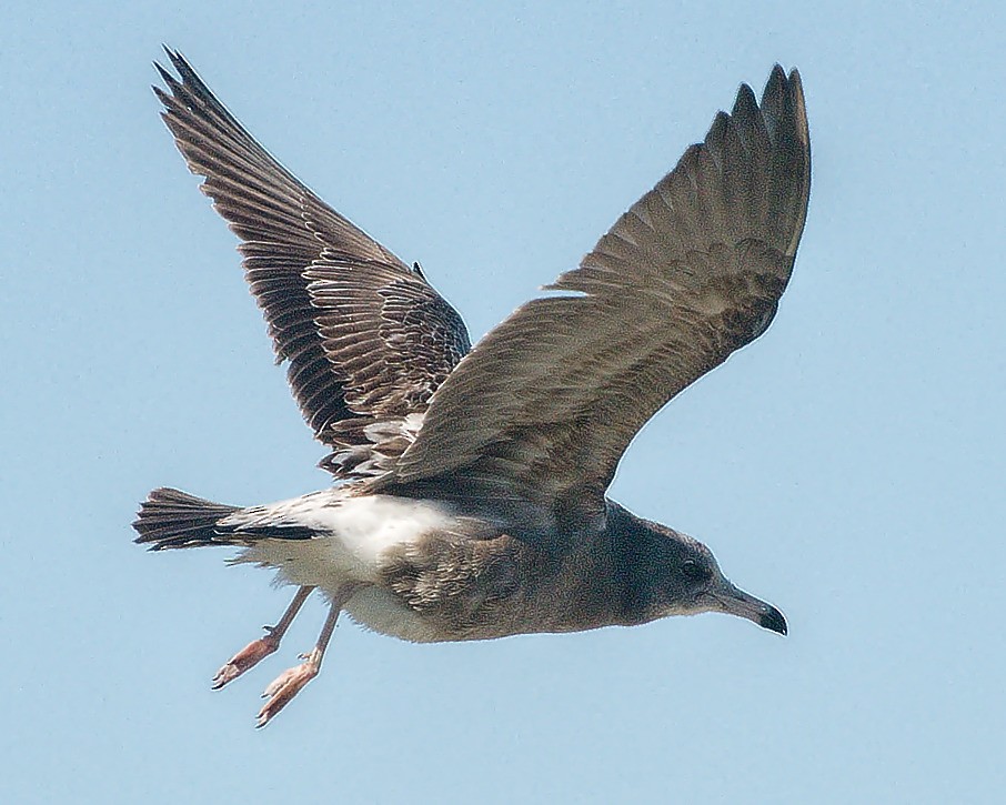 Black-tailed Gull - Michael Rieser