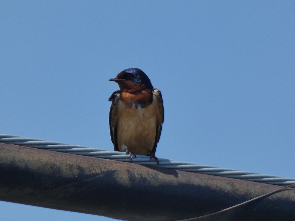 Barn Swallow - ML454155861