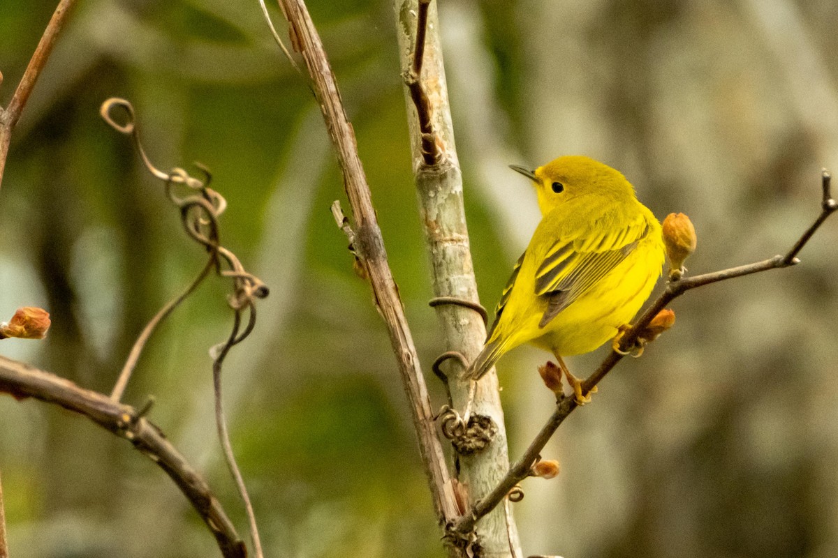 Paruline jaune - ML454156171