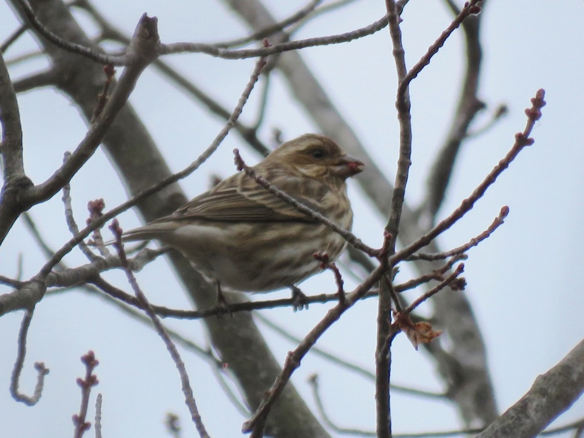 Purple Finch - ML45415671
