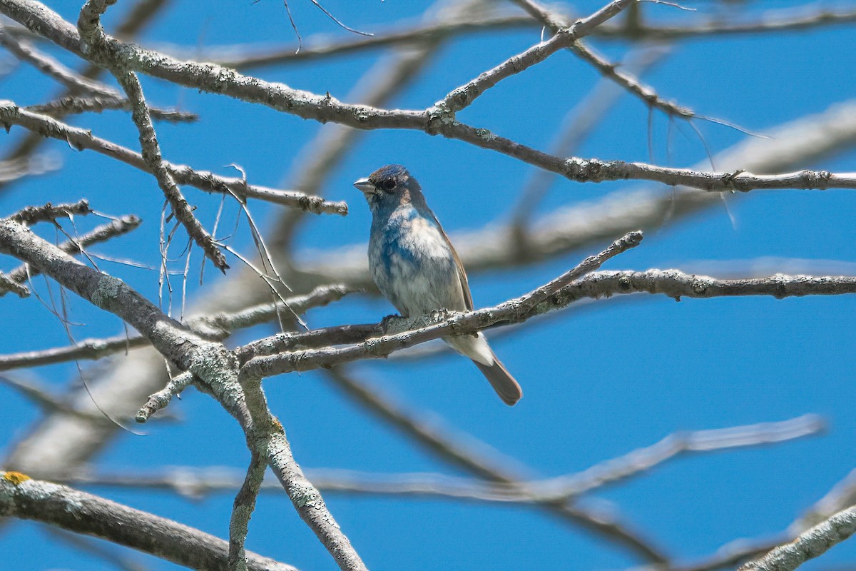 Indigo Bunting - ML454157131