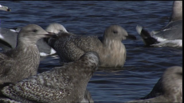 Iceland Gull (Thayer's) - ML454158