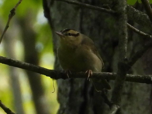 Worm-eating Warbler - Ezekiel  Van