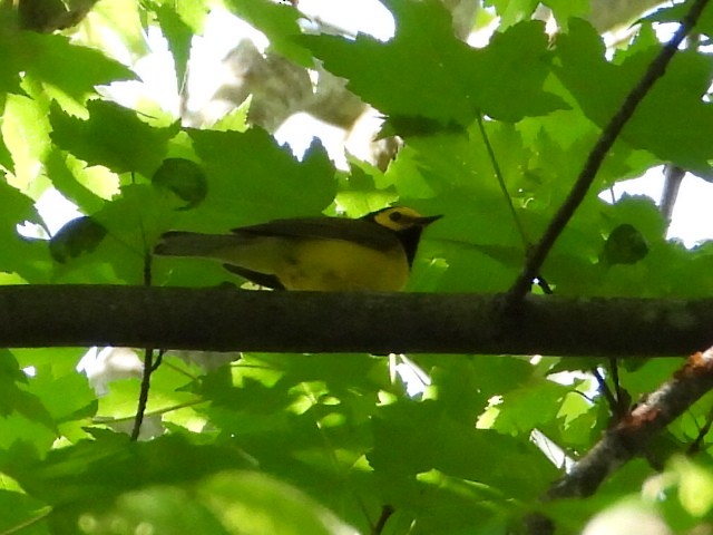 Hooded Warbler - ML454158971