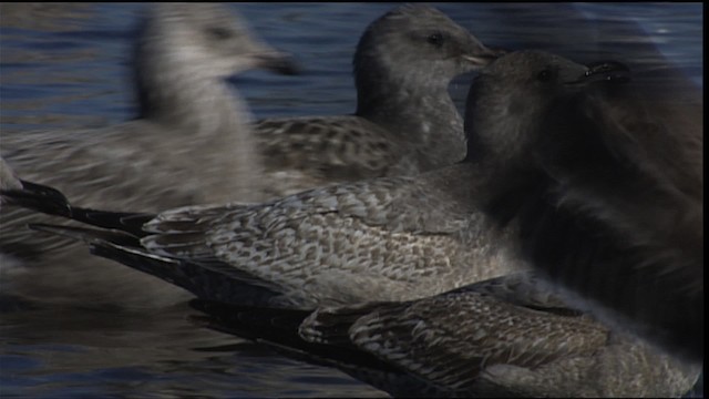 California Gull - ML454160