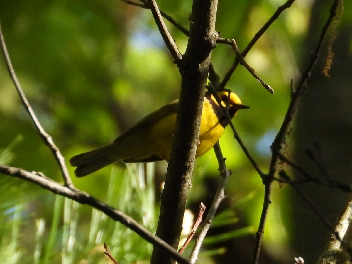 Hooded Warbler - ML454160841