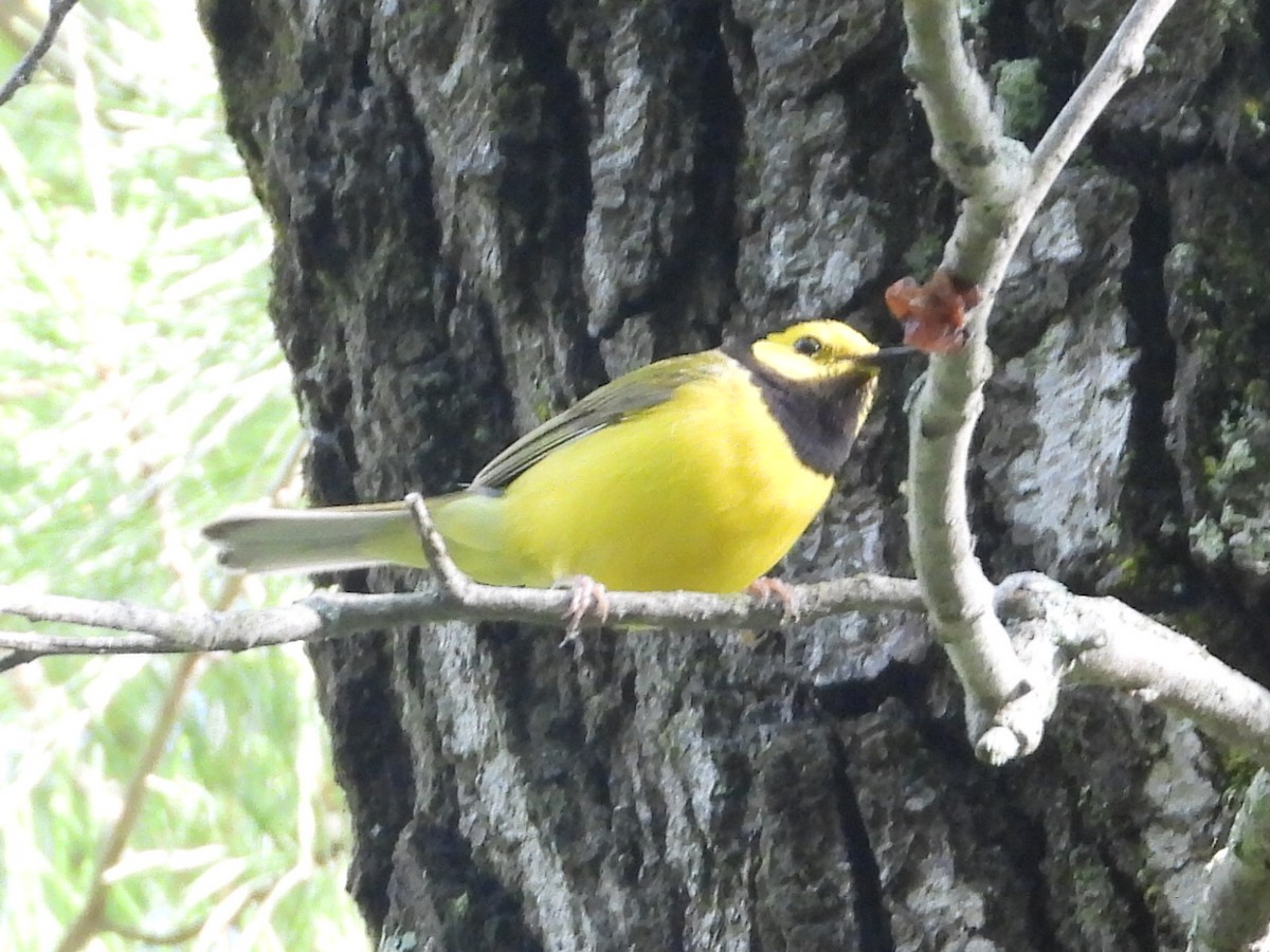 Hooded Warbler - Ezekiel  Van