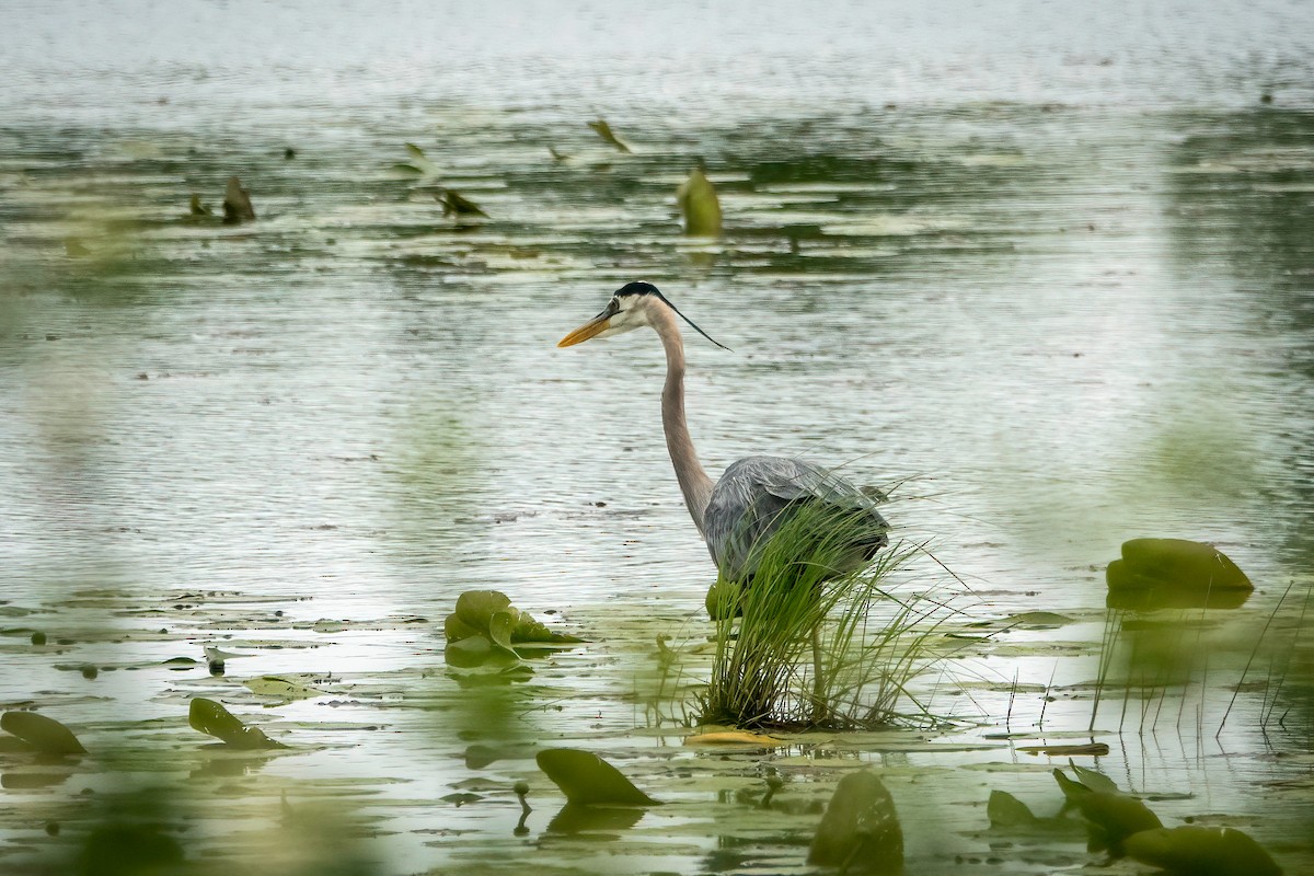 Great Blue Heron - ML454160921