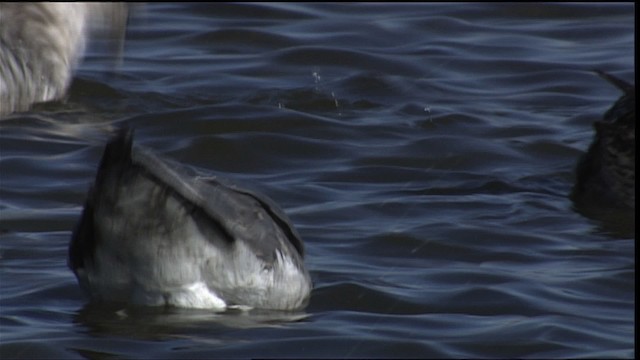 California Gull - ML454161