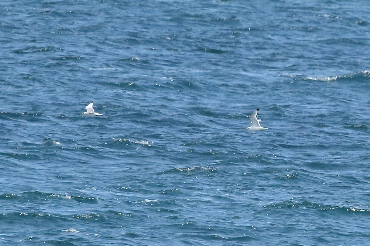 Gaviota Tridáctila - ML454161401