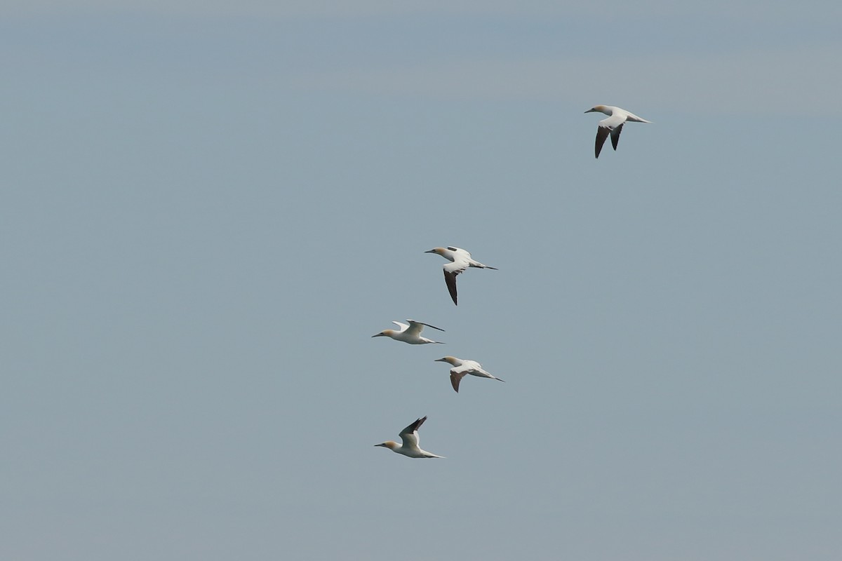 Northern Gannet - ML454161631