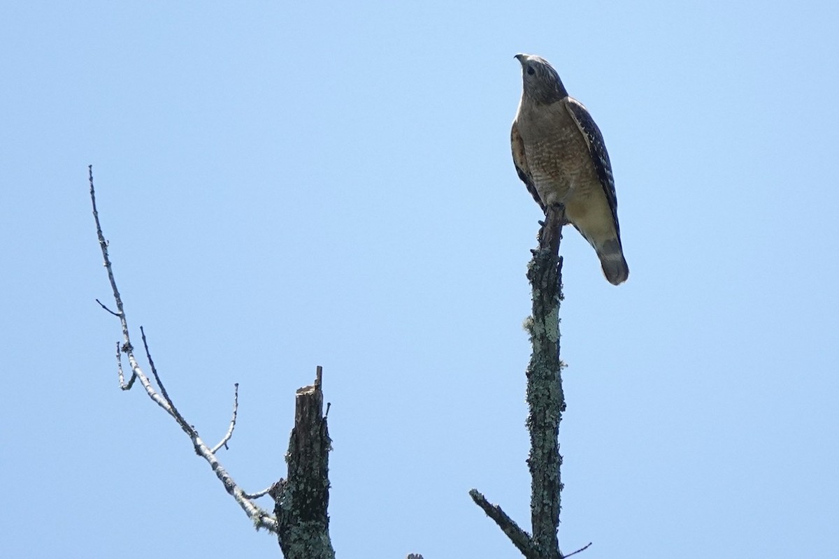 Rotschulterbussard - ML454165861