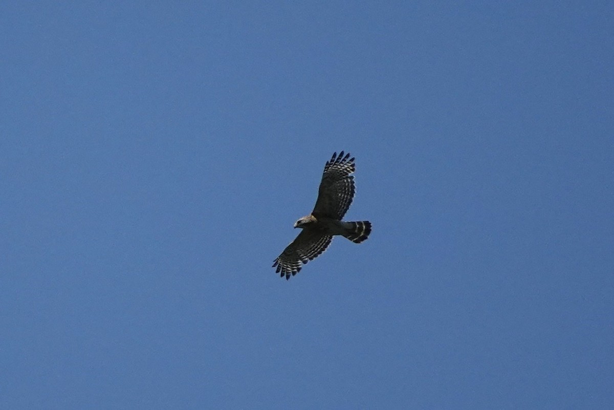 Rotschulterbussard - ML454165911