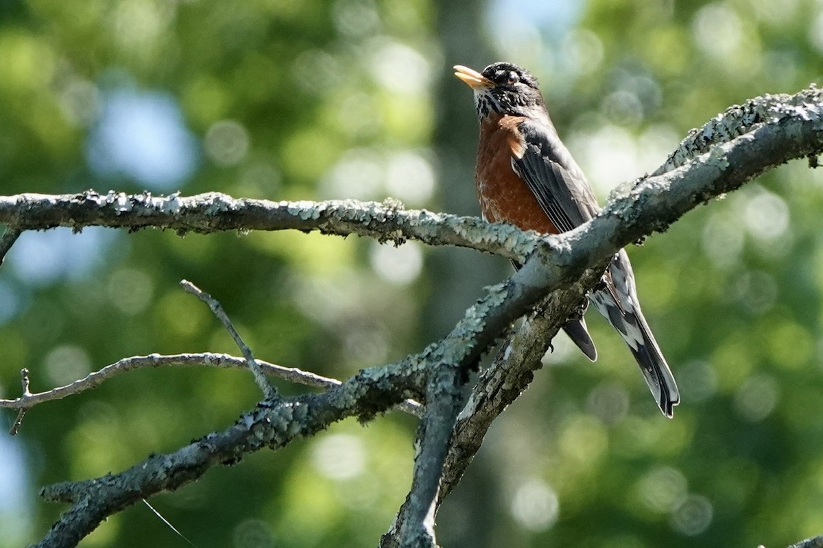 American Robin - ML454166191