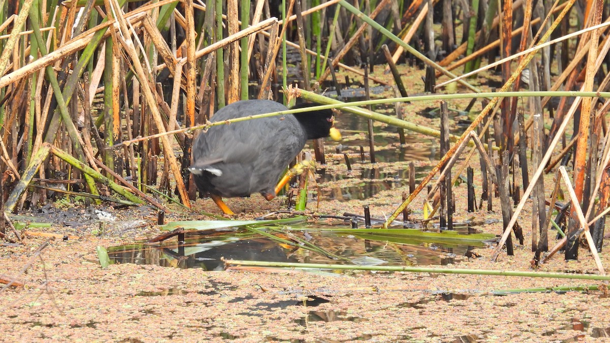 Red-gartered Coot - ML454166721