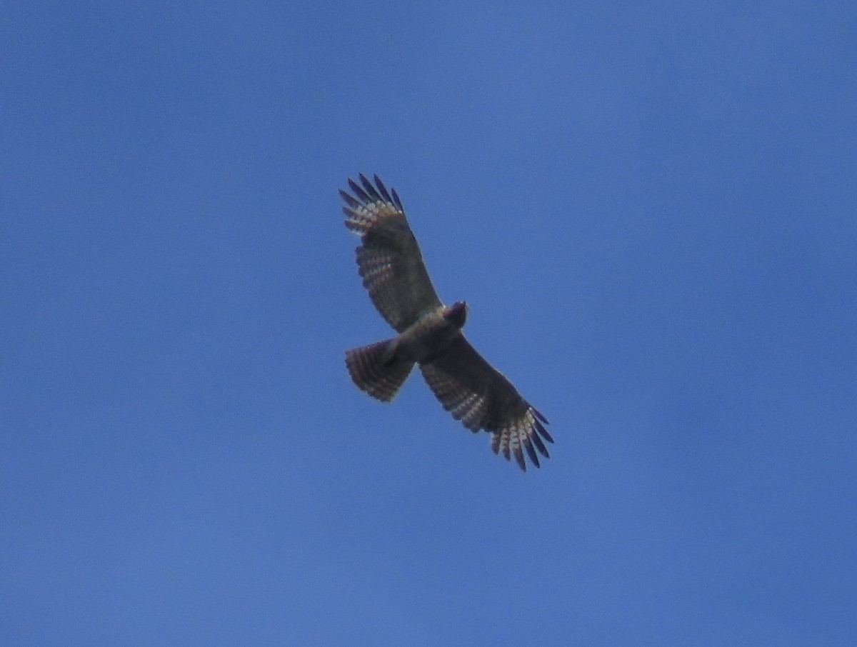 Red-shouldered Hawk (lineatus Group) - ML454168141