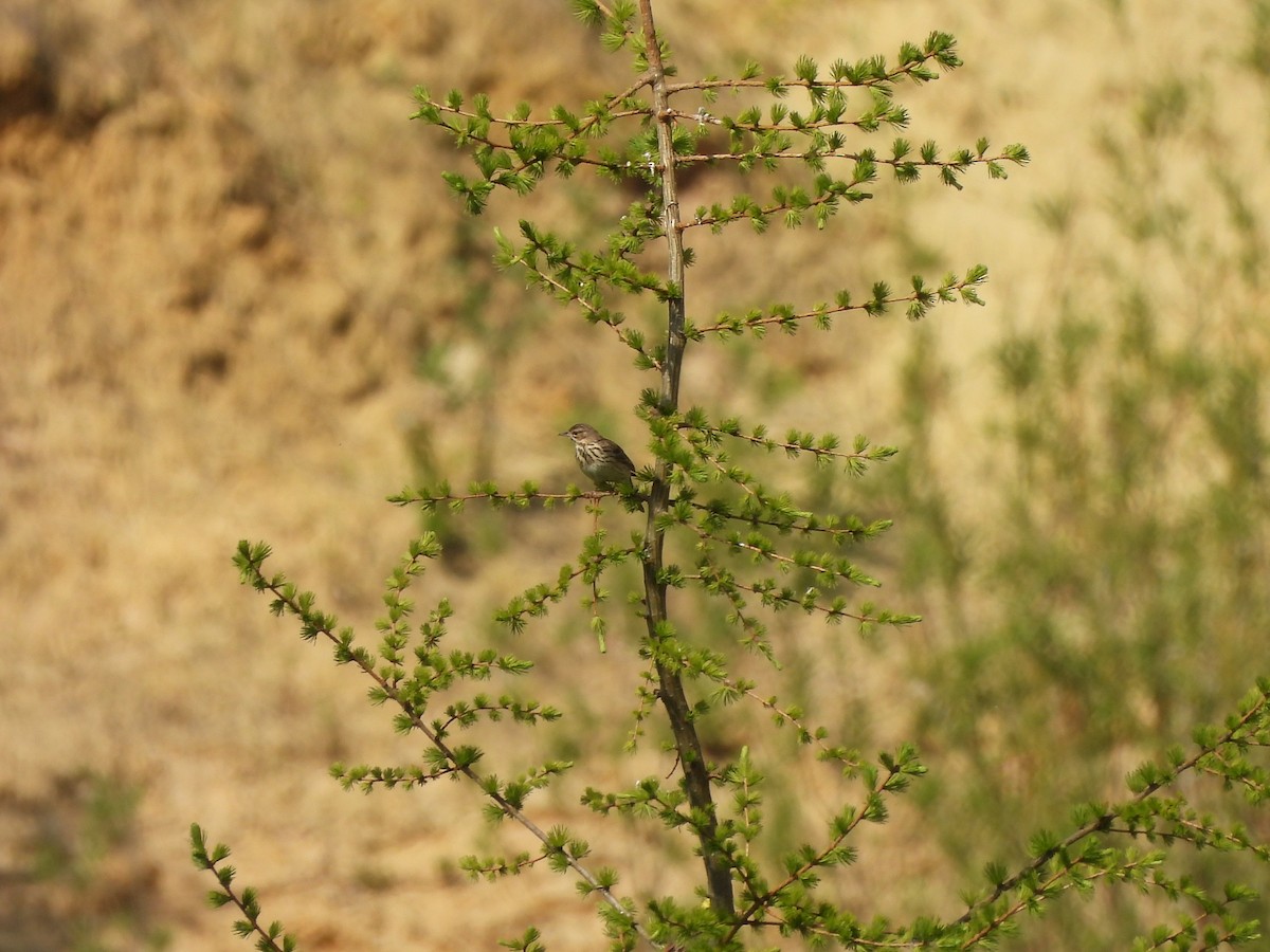 Tree Pipit - Frithjof Vogeley