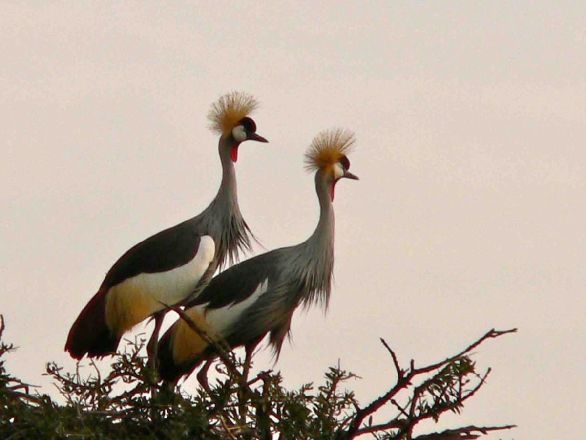 Gray Crowned-Crane - ML45417041