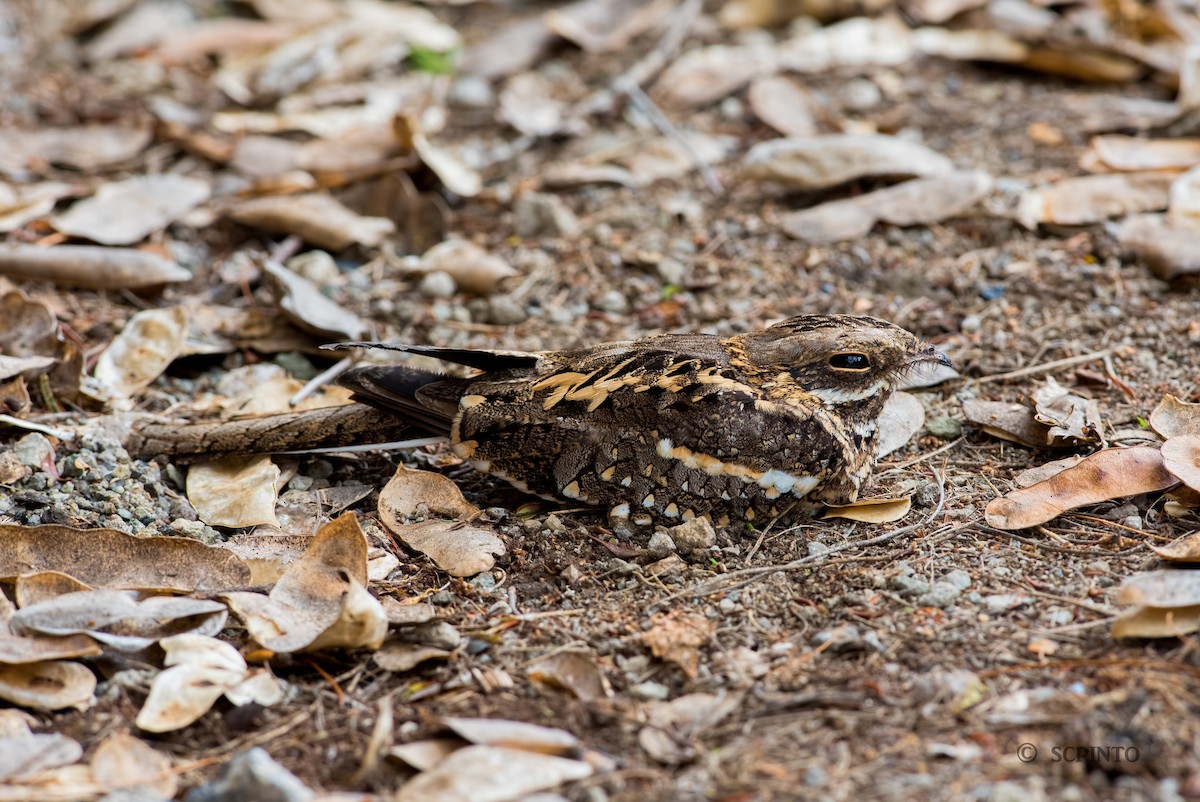 Slender-tailed Nightjar - ML45417181
