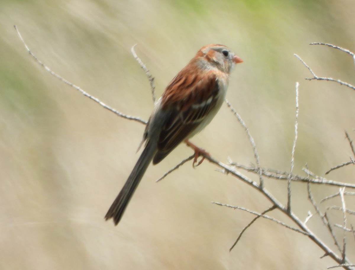 Field Sparrow - ML454172231