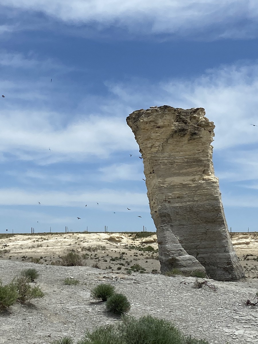 Cliff Swallow - ML454172801