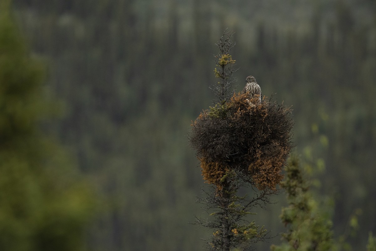American Goshawk - ML454173051