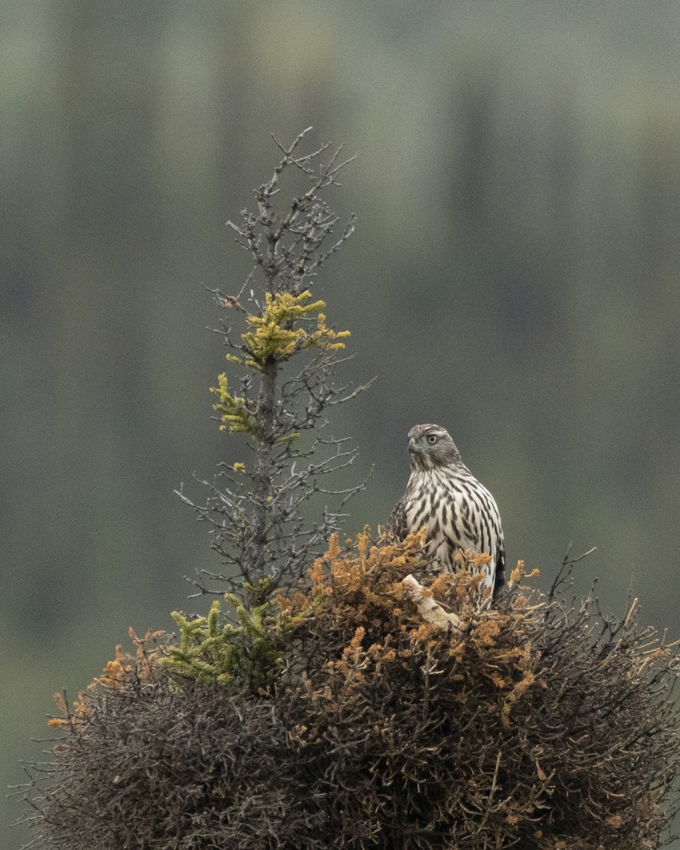 American Goshawk - ML454173061