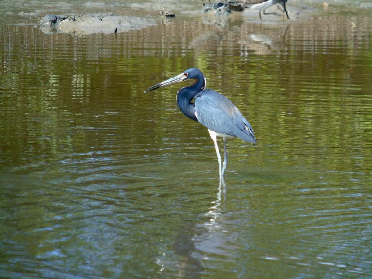 Tricolored Heron - ML454173111