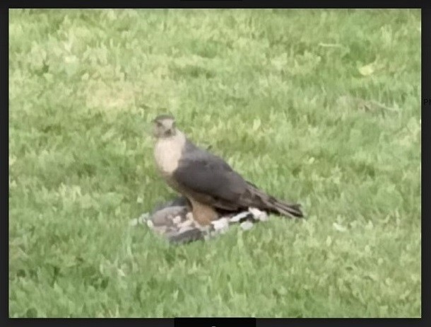 Cooper's Hawk - ML454173771