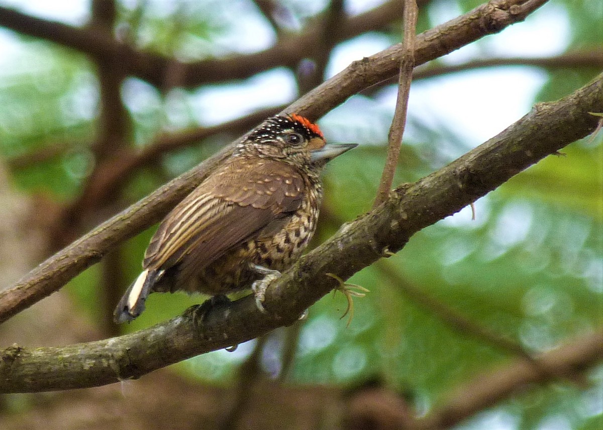 White-wedged Piculet - ML454174511