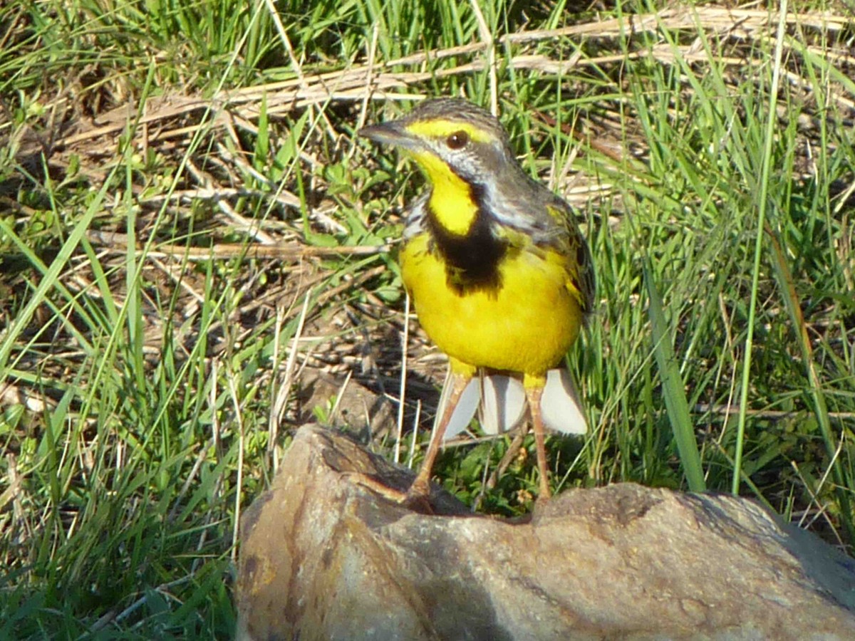 Yellow-throated Longclaw - David Vickers