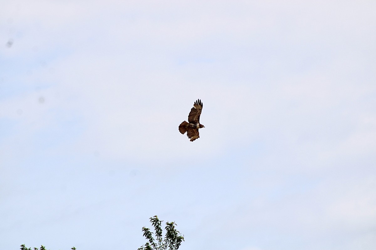 Red-tailed Hawk - ML454174831